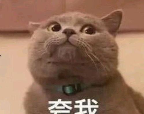 吃瓜表情包猫,萌态可掬的“瓜界萌主”