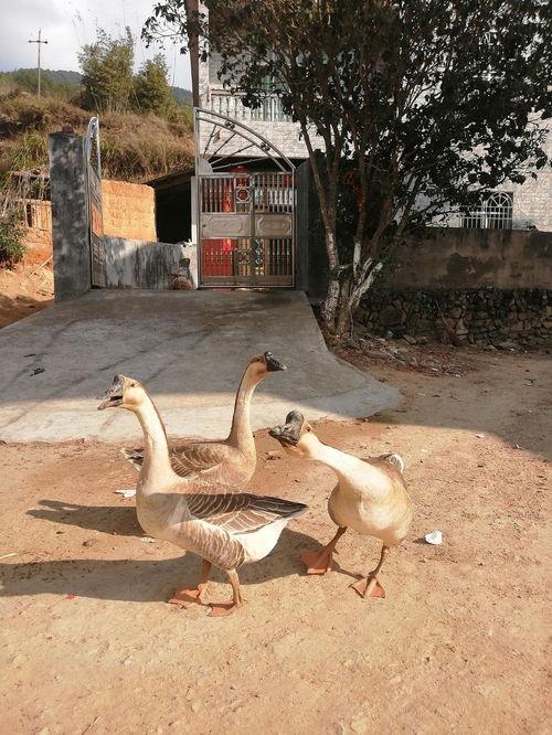 鹅吃蓝瓜,蓝瓜的奇妙邂逅