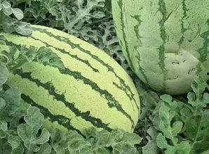 花样吃瓜的方法,解锁夏日消暑新姿势