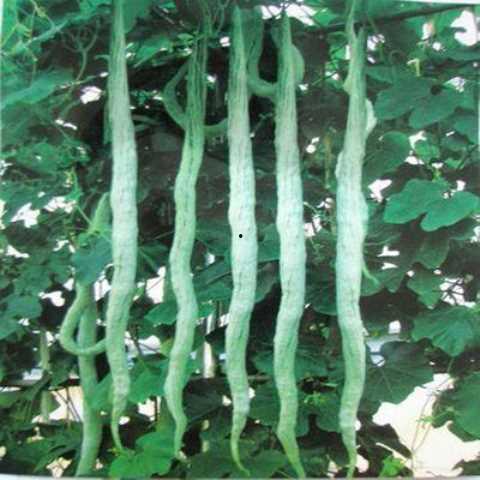 长蛇豆蛇瓜怎么吃,长蛇豆蛇瓜的多样食用方法探索