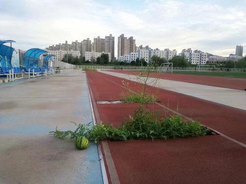 校园吃瓜操场,吃瓜操场上的那些事儿