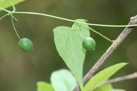 钮子瓜叶子怎么吃