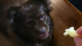 狗子与我吃瓜图片