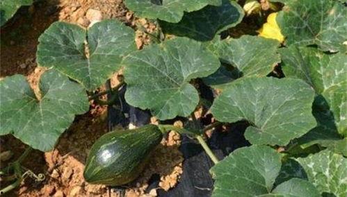 吃杨瓜会发病,警惕夏日常见水果的潜在风险