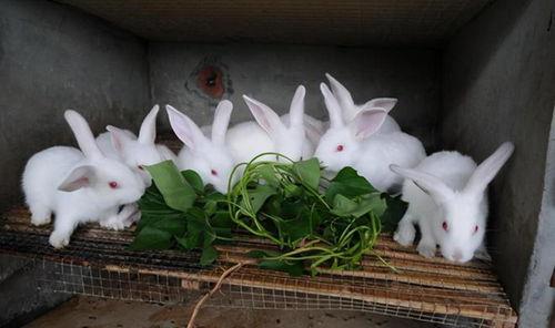 兔子生瓜西吃,探寻兔子饮食文化的奇妙之旅