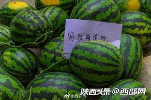 理性吃瓜洛阳师范,揭秘洛阳师范的幕后故事