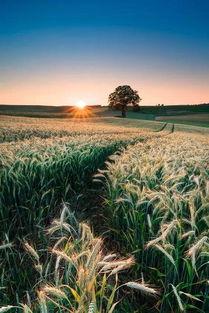 麦田吃瓜诗词,诗意漫步麦田，感受田园诗意