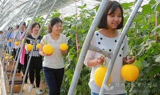 西北农林大学吃瓜,揭秘校园里的“吃瓜”文化现象”