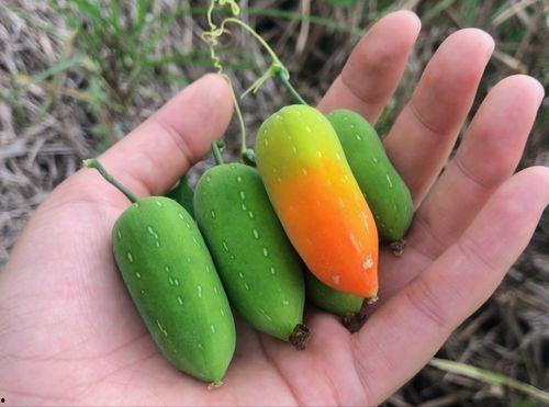 松坪山吃瓜,一场别开生面的吃瓜狂欢