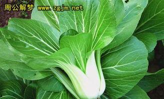 梦见吃青菜和瓜