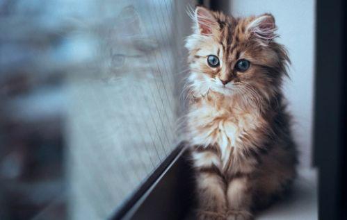 小猫吃角瓜吗,揭秘它们对角瓜的喜爱之谜