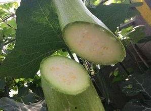 吃大砍瓜,一场味蕾与视觉的双重盛宴