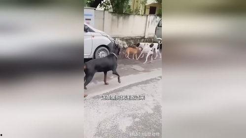 吃瓜黑狗被咬,揭秘背后惊人真相