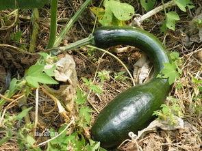 拉方瓜怎么吃,探索创意烹饪新境界