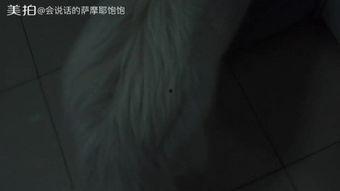 吃瓜不吐籽儿pro,揭秘娱乐圈那些不为人知的幕后故事