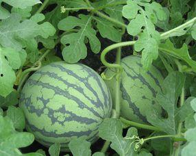 孕妇鸡瓜可以吃吗,鸡瓜是否适宜食用