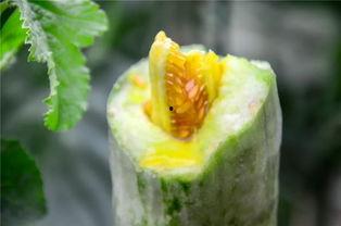 送心吃瓜,揭秘娱乐圈甜蜜背后的心酸故事