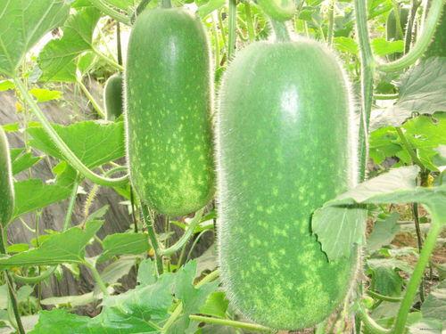 临夏吃瓜大赛,一场别开生面的吃瓜大赛盛宴