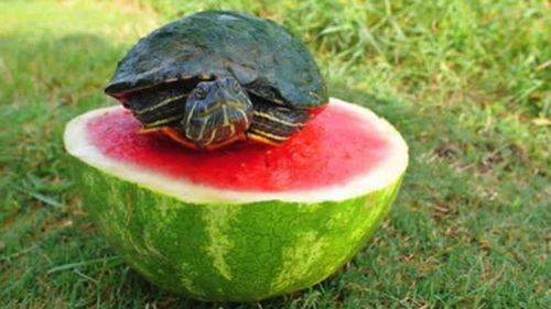 龟吃瓜吗,它们真的会吃瓜吗？
