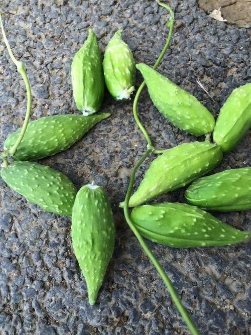 带你吃瓜野生训练,带你领略“吃瓜群众”的趣味生活