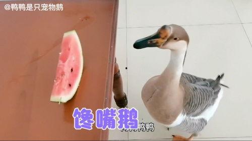 鹅吃瓜游戏,趣味横生的互动游戏体验