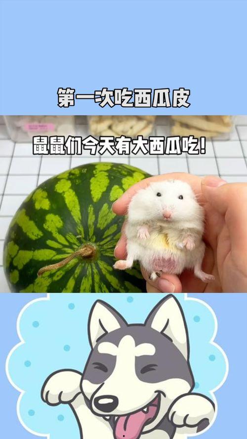 吃瓜鼠贴纸,趣味横生的萌宠潮流