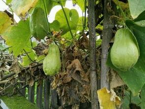 土耳瓜几月吃,土耳其瓜最佳食用月份指南