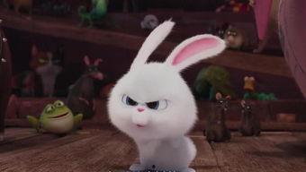 兔兔跟狗狗抢吃瓜吃,兔兔与狗狗的抢食大战